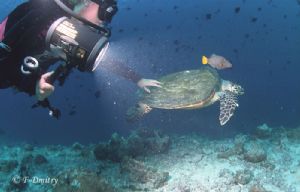 The Maldives. My buddy lights up a turtle and a trigger f... by Dmitry Friedman 